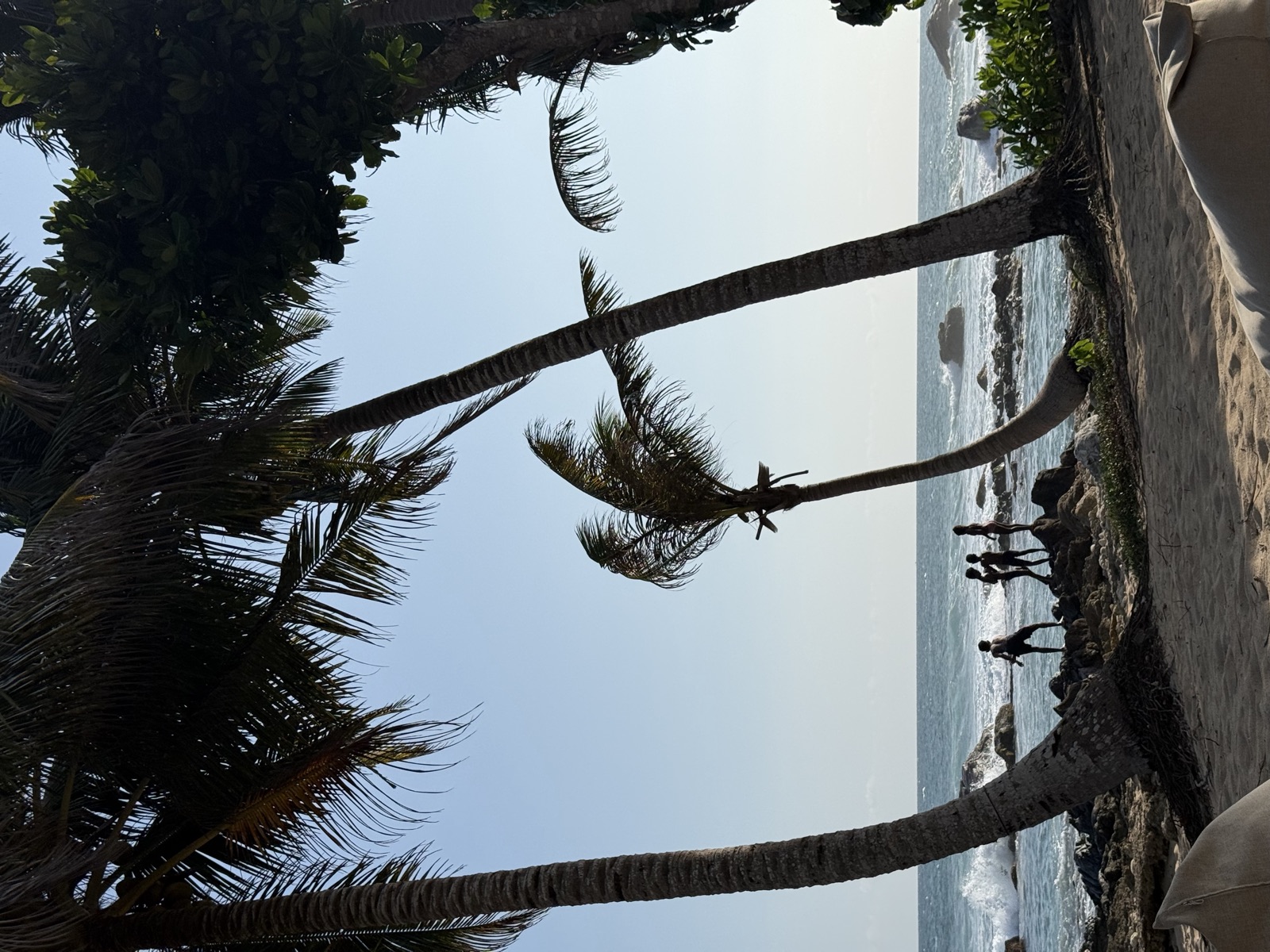 Palms at sunset