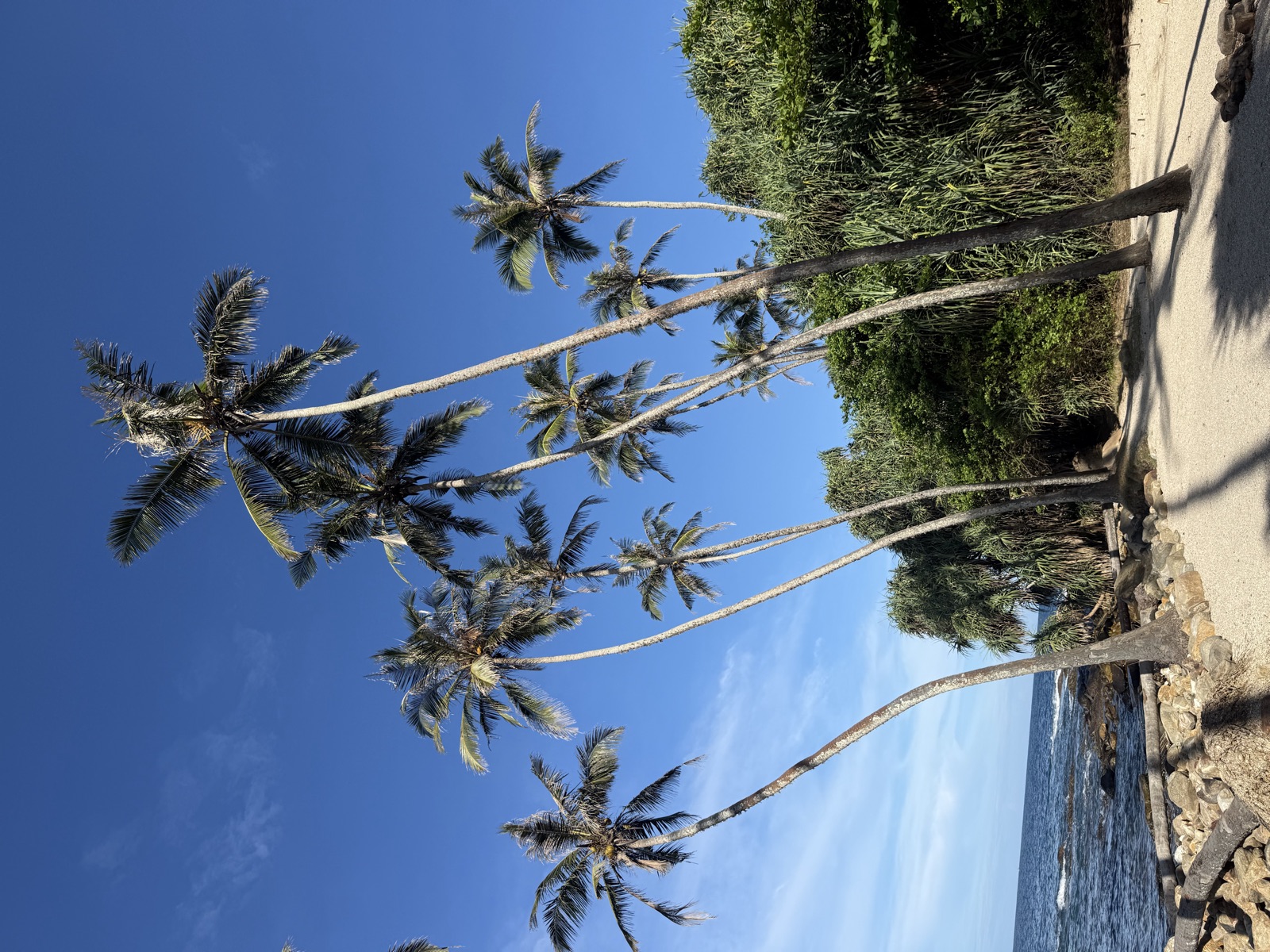 Tall palms on the beach